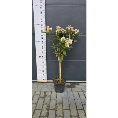 Różanecznik na pniu Rhododendron 